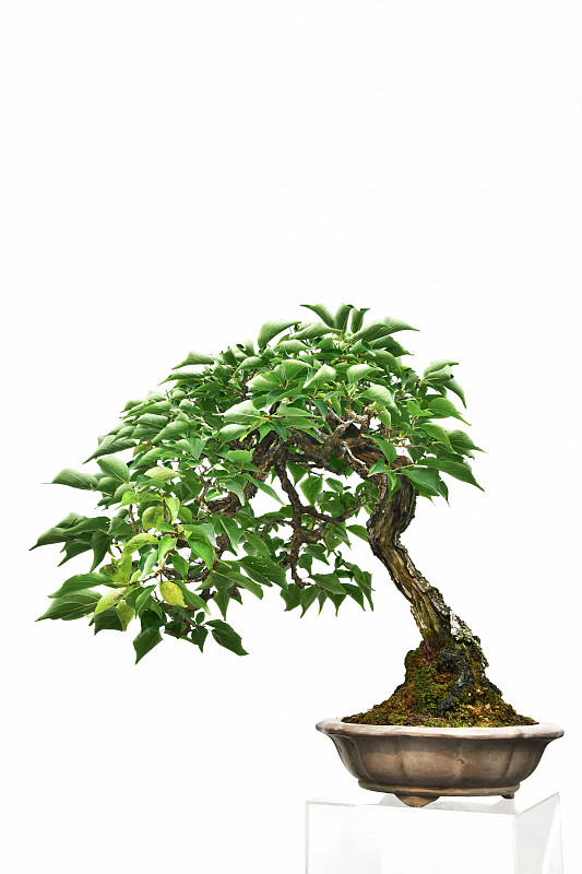盆栽植物,李树,垂直画幅,留白,艺术,绿色,无人,传统,日本,白色背景