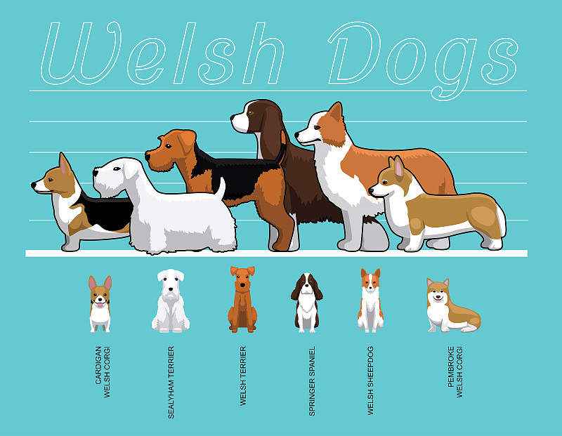 绘画插图,卡通,狗,矢量,比例,威尔士,水平画幅,无人,梗犬,牧羊犬