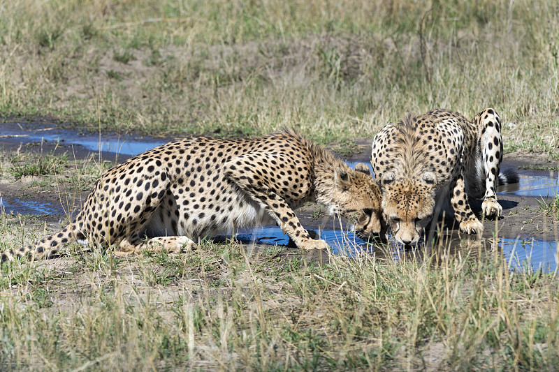 猎豹,津巴布韦,两只动物,雄性动物,水边,水,水坑,狩猎动物,大型猫科动物,野生猫科动物