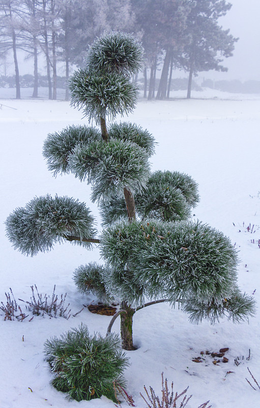 冬天,盆景,有包装的,特写,垂直画幅,日本松,纺织品,林区,雪,瓷器