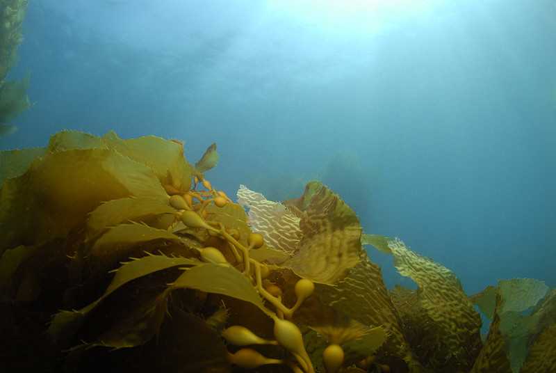 海藻灰,背景,水,褐色,水平画幅,无人,水下,科学,生物学,海草