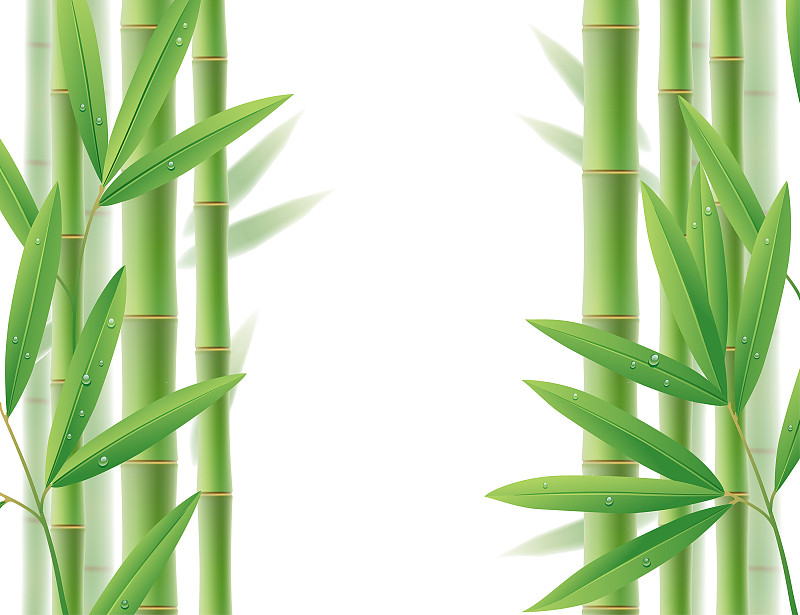 竹子,叶子,绿色,茎,白色,边框,美,气候,水平画幅,无人