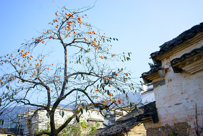 乡村,远古的,秋天,建筑檐口,安徽省,庭院,银杏树,柿子树,明朝风格,古典风格