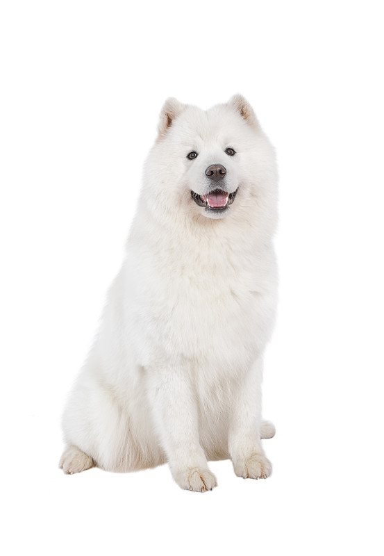 白色,萨摩耶犬,狗,马,垂直画幅,毛皮,纯种犬,可爱的,无人,白色背景