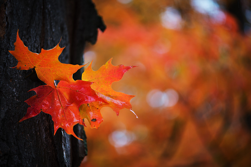 叶子,秋天,红色,留白,水平画幅,枝繁叶茂,无人,户外,叶脉,特写
