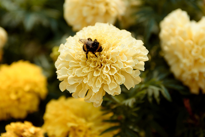 大黄蜂,美,水平画幅,夏天,户外,特写,明亮,俄罗斯,田地,植物