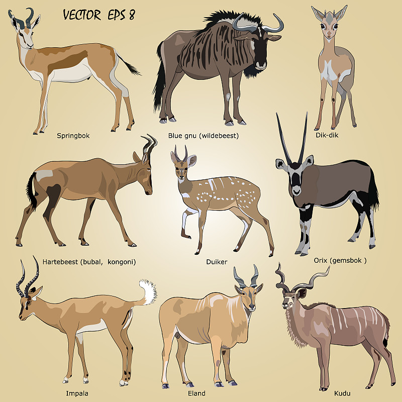 大羚羊,跳羚,蓝色,非洲大羚,小羚羊,黑斑羚,角羚,长角羚,写实