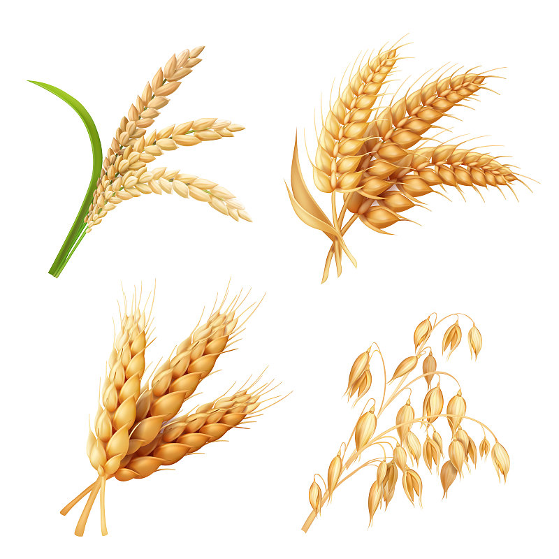 绘画插图,农作物,农业,矢量,大麦,米,燕麦,小麦,布置,写实