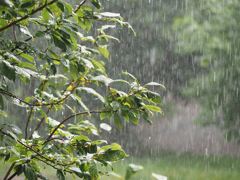 夏天,雨,园林,水,暴风雨,水平画幅,无人,暴雨,湿,草坪