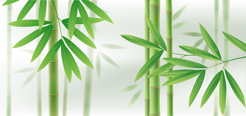 水平画幅,竹子,叶子,绿色,背景,茎,白色,美,气候,无人