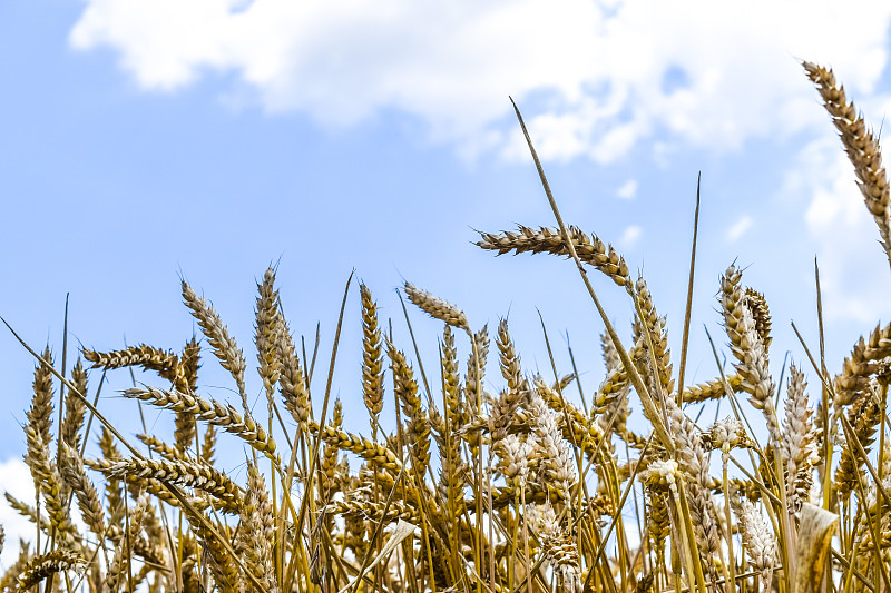 小麦,天空,明亮,面包,农作物,白色,著名景点,风景,黄金,草地