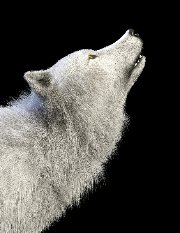 灰狼,白色,狼,犬科的,北极狼,家庭,垂直画幅,雪,无人,绘画插图