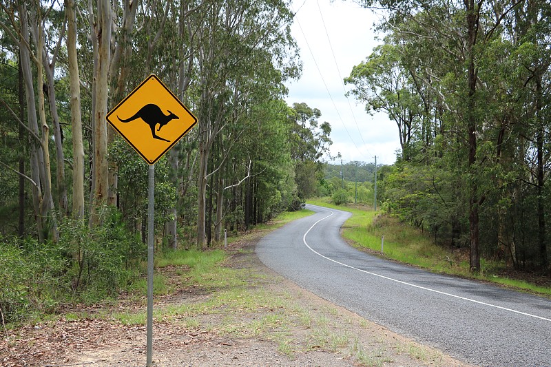 安全的,路,澳大利亚,昆士兰州,袋鼠通行,机敏,袋鼠,水平画幅,符号,单向前行标志