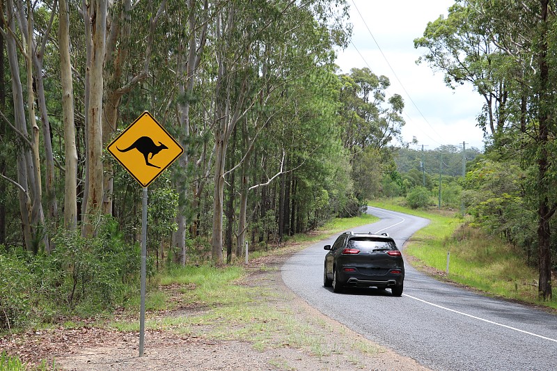 袋鼠,安全的,交通标志,澳大利亚,路边,机敏,水平画幅,符号,单向前行标志,户外