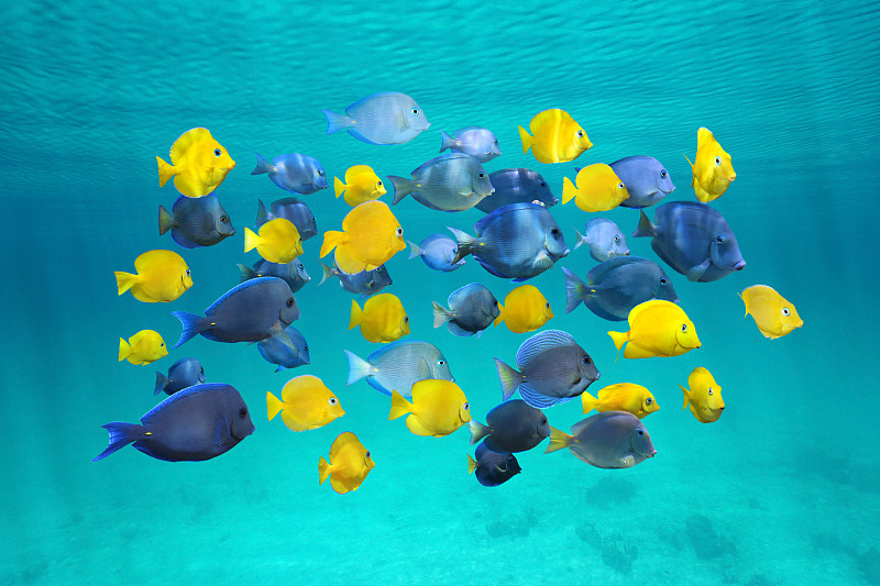 在下面,热带鱼,多色的,平视角,群,水,水平画幅,无人,blue,tang,fish,大西洋