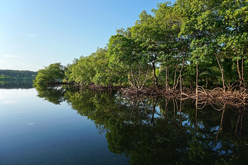 海滩,红树,水,群岛,水平画幅,枝繁叶茂,无人,美国红树,海岸地形