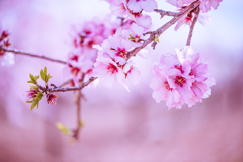 果园,前景聚焦,春天,花朵,抽象,樱桃红色,杏,粉色背景,镜头眩光,植物学