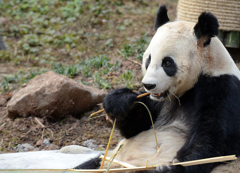 大熊猫,四川省,中国,成都,濒危物种,动物眼睛,熊猫,动物毛发,毛皮,动物身体部位