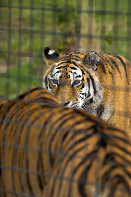 虎,孟加拉虎,张着嘴,围栏,2016,两只动物,笼子,垂直画幅,野生猫科动物,情绪压力