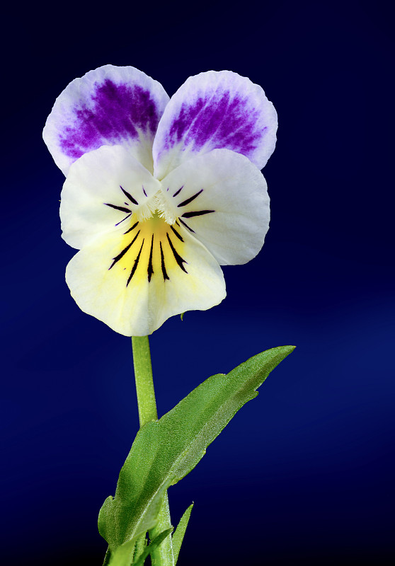 仅一朵花,紫罗兰,垂直画幅,美,无人,夏天,特写,开花时间间隔,明亮,俄罗斯