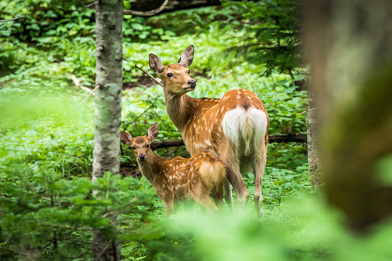 小鹿,鹿,森林,母亲,梅花鹿,知床半岛,母鹿,鹿科,八月,两只动物