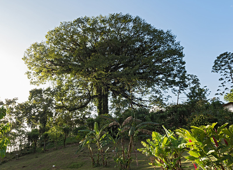 巨大的,哥斯达黎加,木棉树,阿雷纳尔湖,自然,天空,美,水平画幅,绿色,无人