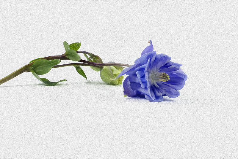 鸢尾,紫苑,八仙花属