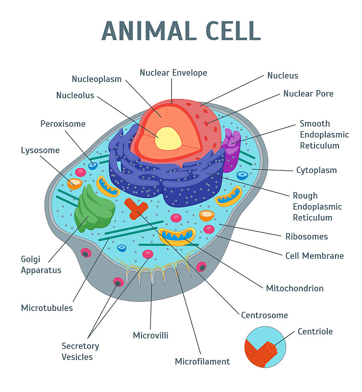 卡通,矢量,纸牌,动物细胞,垂直画幅,细胞核,屈肌