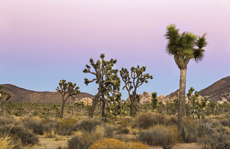 美国,加利福尼亚,冬天,二十九棵棕榈,约书亚树,独特视角,沙漠,十二月,远距离,原野
