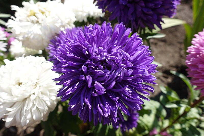 紫苑,白色,秋天,中国,紫色,暗色,花序,一年生植物,花蕾,灌木