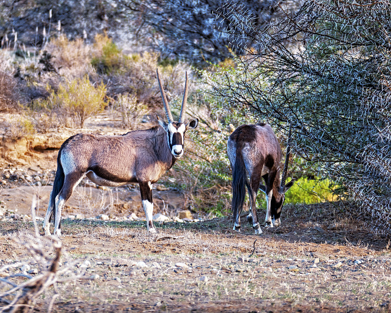 长角羚,注视镜头,野生动物保护区,南非,植物群,野生动物保护,西开普省,羚羊,狩猎动物,两只动物