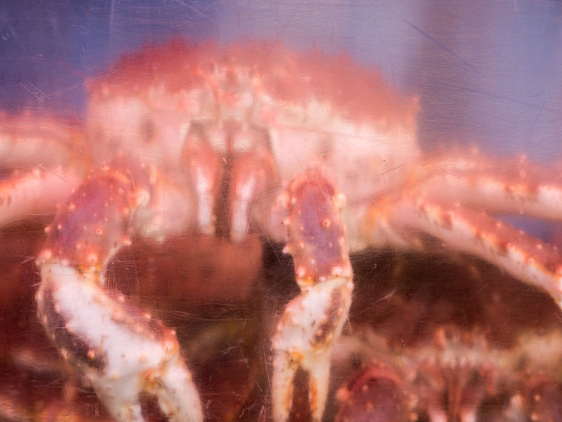 螃蟹,抽象,巨大的,美,艺术,水平画幅,平视角,生食,膳食,海产