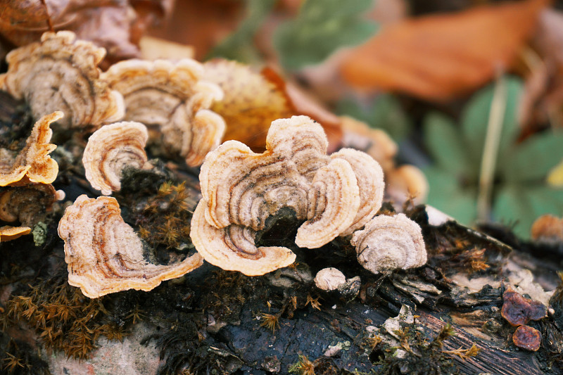树干,秋天,蘑菇,背景,寄生的,平衡折角灯,特写,水平画幅,纹理效果,苔藓