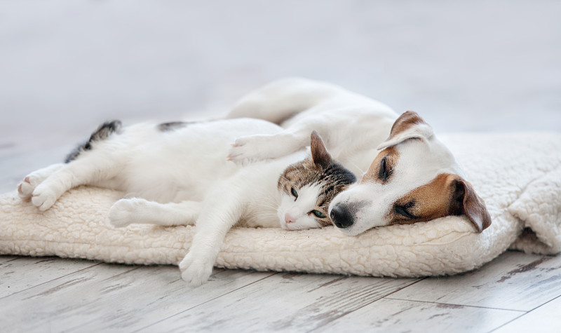 猫,狗,水平画幅,无人,家庭生活,俄罗斯,沙发,友谊,白色,毯子