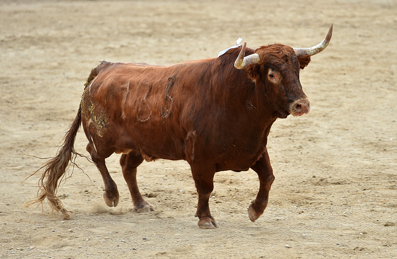 西班牙,公牛,水平画幅,无人,传统,勇气,有角的,粗糙的,斗牛比赛,牛