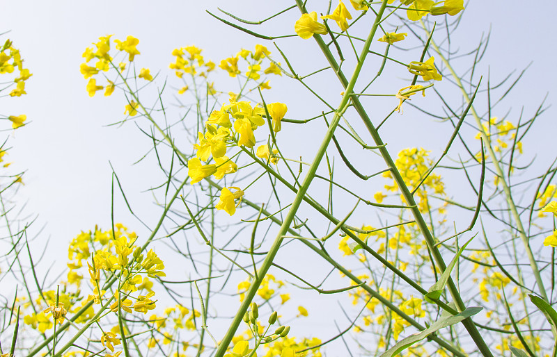 春天,油菜花,美,水平画幅,无人,早晨,夏天,户外,光,特写