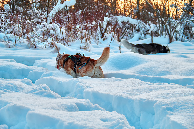 雪橇犬,两只动物,美,水平画幅,雪,户外,一群狗,俄罗斯,骄傲,冬天