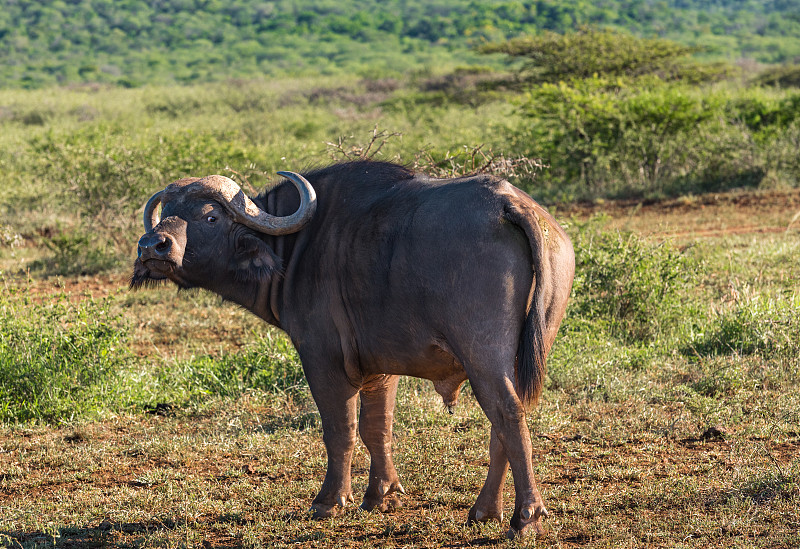 非洲水牛,自然,扭头看,水平画幅,无人,原野,非洲,户外,食草,有角的