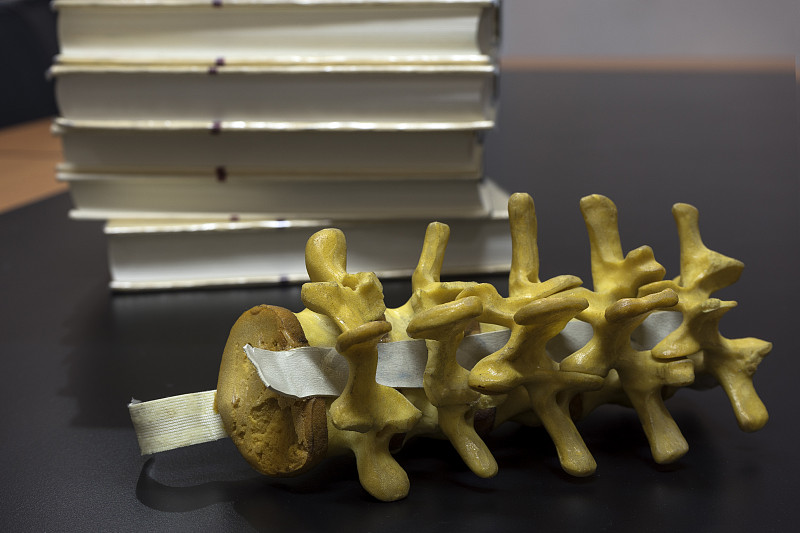 脊柱,模型,桌子,办公室,人类骨架,水平画幅,无人,科学,泰国,知识