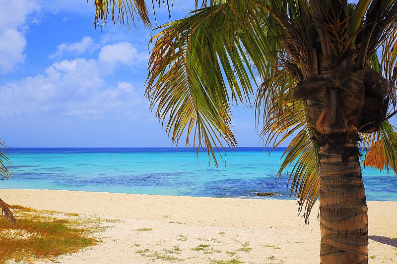 Idyllic,tropical,turquoise,Beach,with,palm,tree,,Barbados,–,sunny,blue,lagoon,,summer,paradise,,Caribbean,Blue,sea