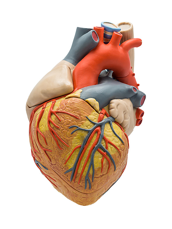 人类心脏,降主动脉,冠状沟,心脏静脉,冠状静脉窦,腹主动脉,心肌症,主动脉,人体动脉,生理学