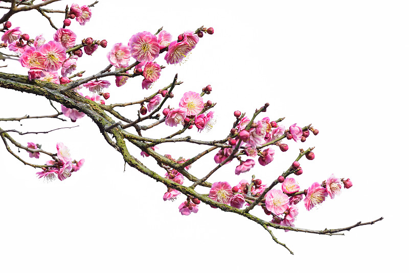 春天,分离着色,梅花,南京,花蕾,花头,花瓣,樱桃,花朵,浆果
