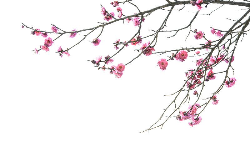 春天,梅花,南京,分离着色,江苏省,花蕾,花头,花瓣,樱桃,花朵