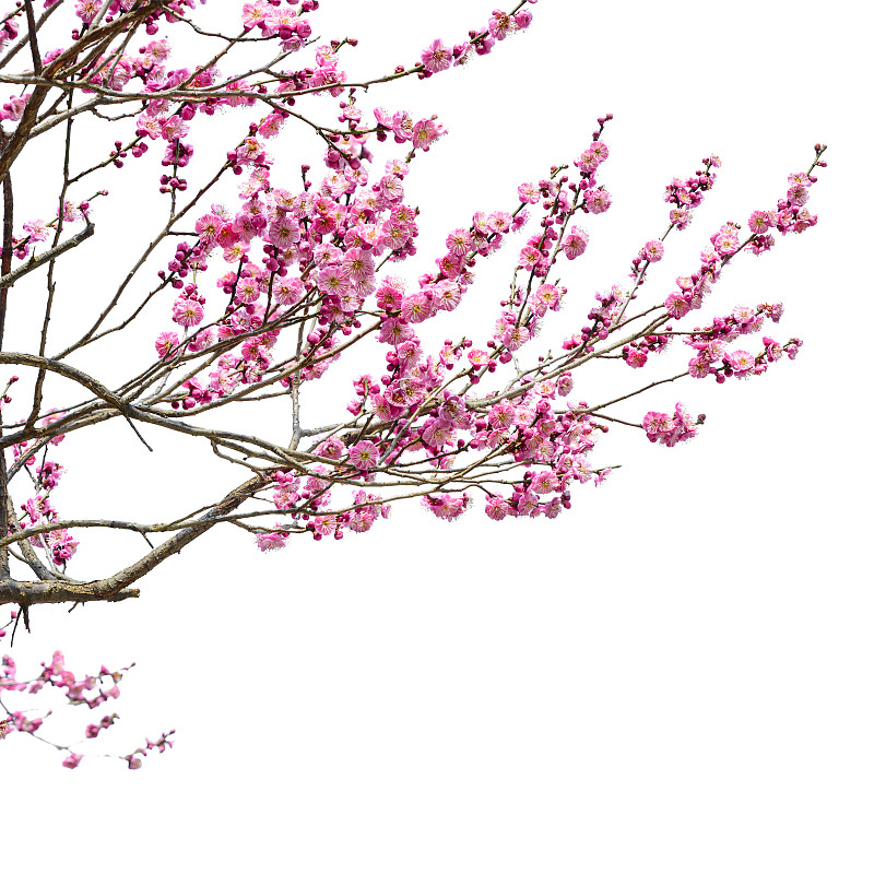 春天,南京,梅花,分离着色,花蕾,花头,花瓣,樱桃,花朵,浆果