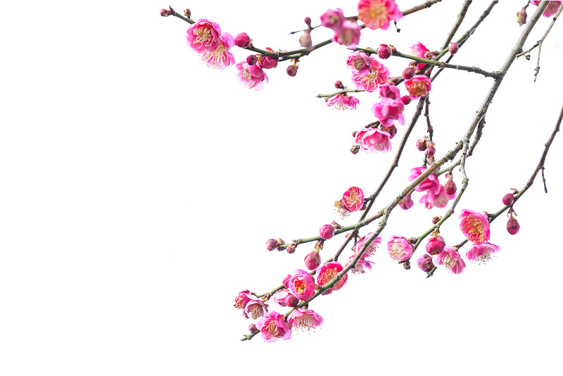 春天,江苏省,南京,梅花,分离着色,花蕾,花头,花瓣,樱桃,花朵