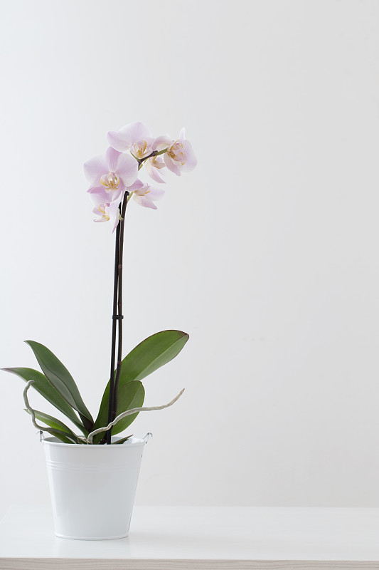 兰花,粉色,白色背景,垂直画幅,美,无人,蝴蝶兰,室内植物,工作室,明亮