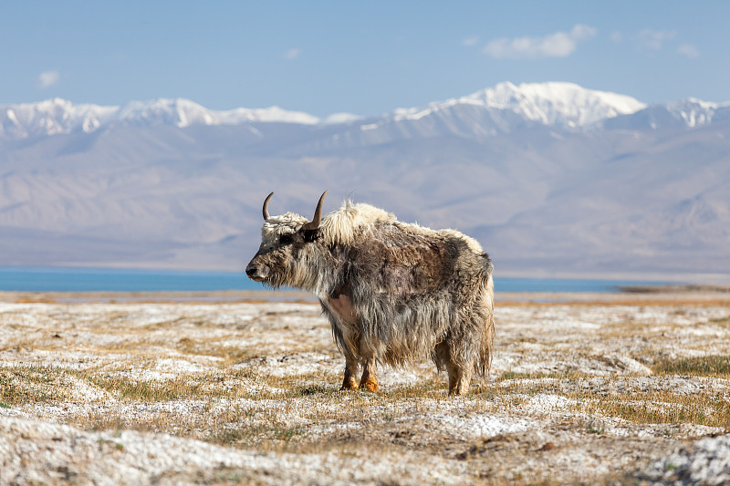 塔吉克斯坦,牦牛,风景,尼斯,帕米尔山脉,巴达赫尚省,卡拉库里湖,吉尔吉斯斯坦,登山杖,野生动物保护区