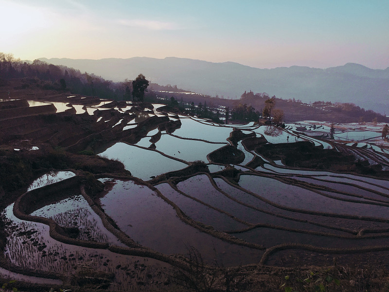 元阳,梯田,云南省,稻,中国,全景,建筑露台,水稻梯田,南,稻田