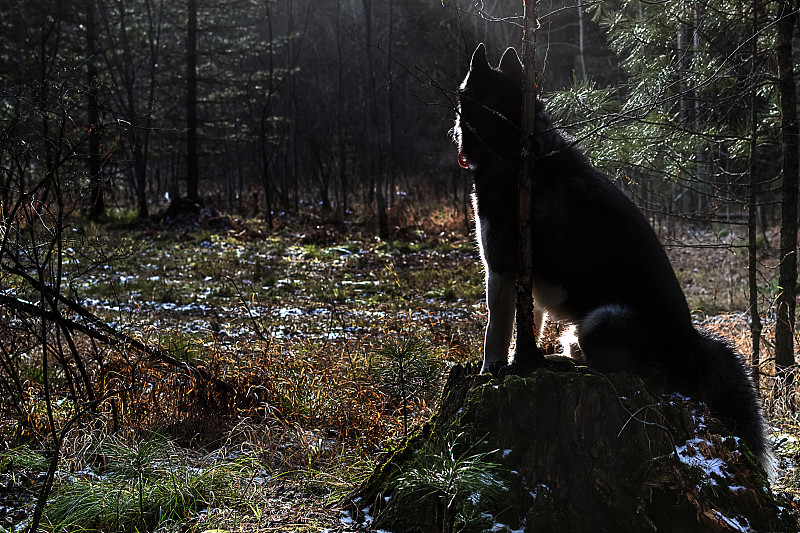 西伯利亚,雪橇犬,自然美,自然,褐色,水平画幅,可爱的,秋天,无人,户外