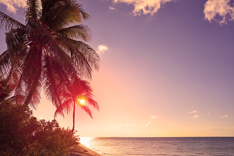 棕榈树,赫尔博克思岛,墨西哥,水,天空,度假胜地,水平画幅,沙子,无人,大西洋